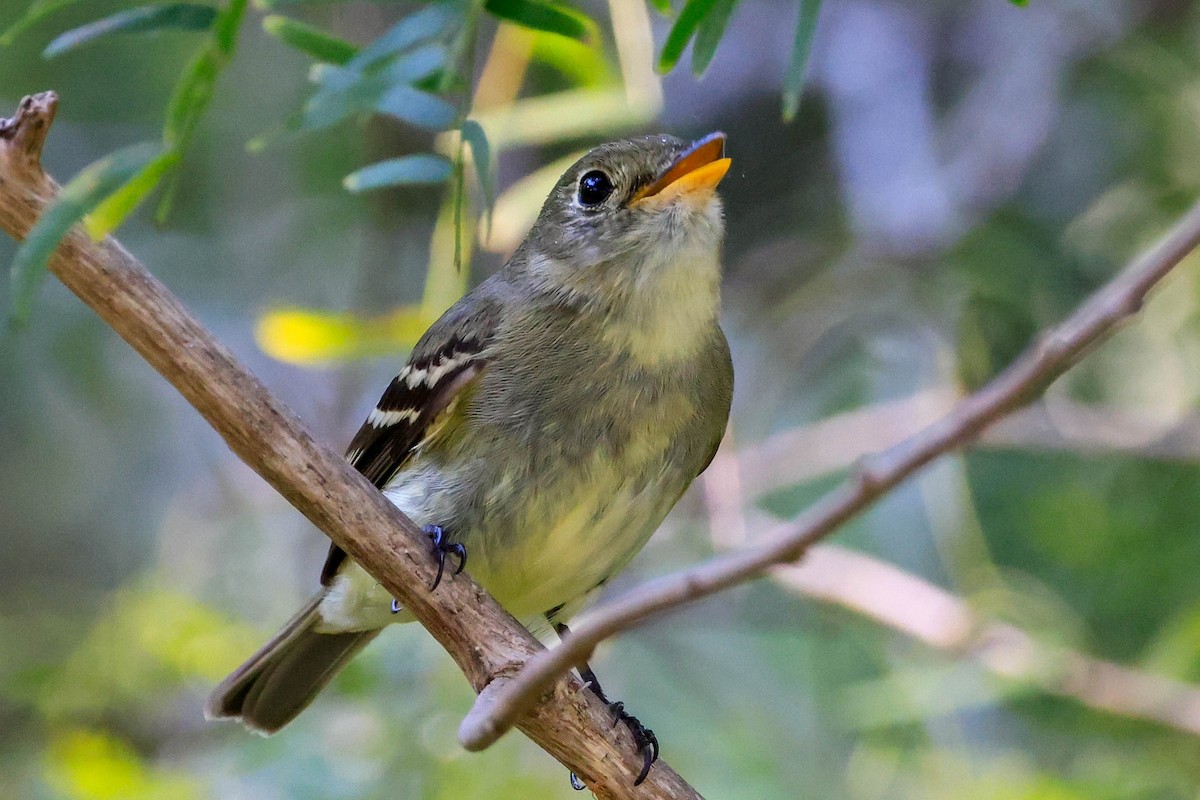 Yellow-bellied Flycatcher - ML642966041