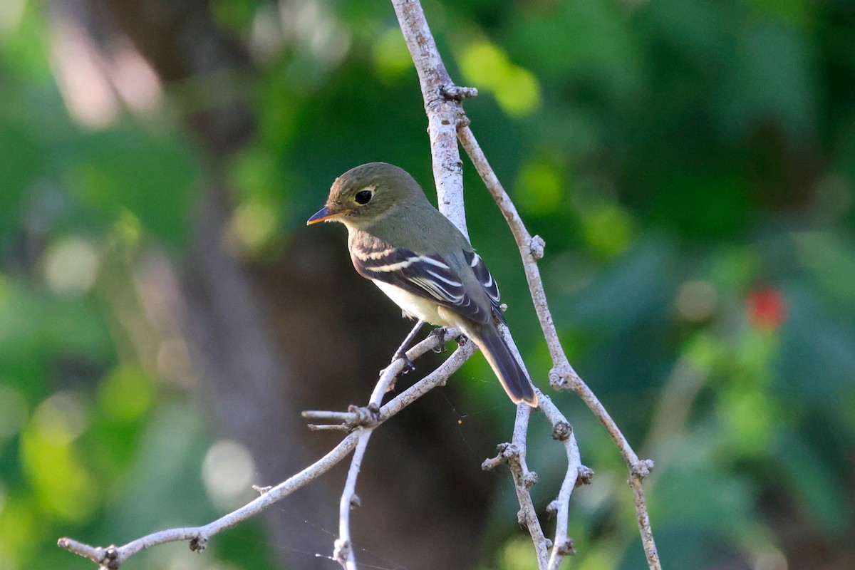 Yellow-bellied Flycatcher - ML642966042