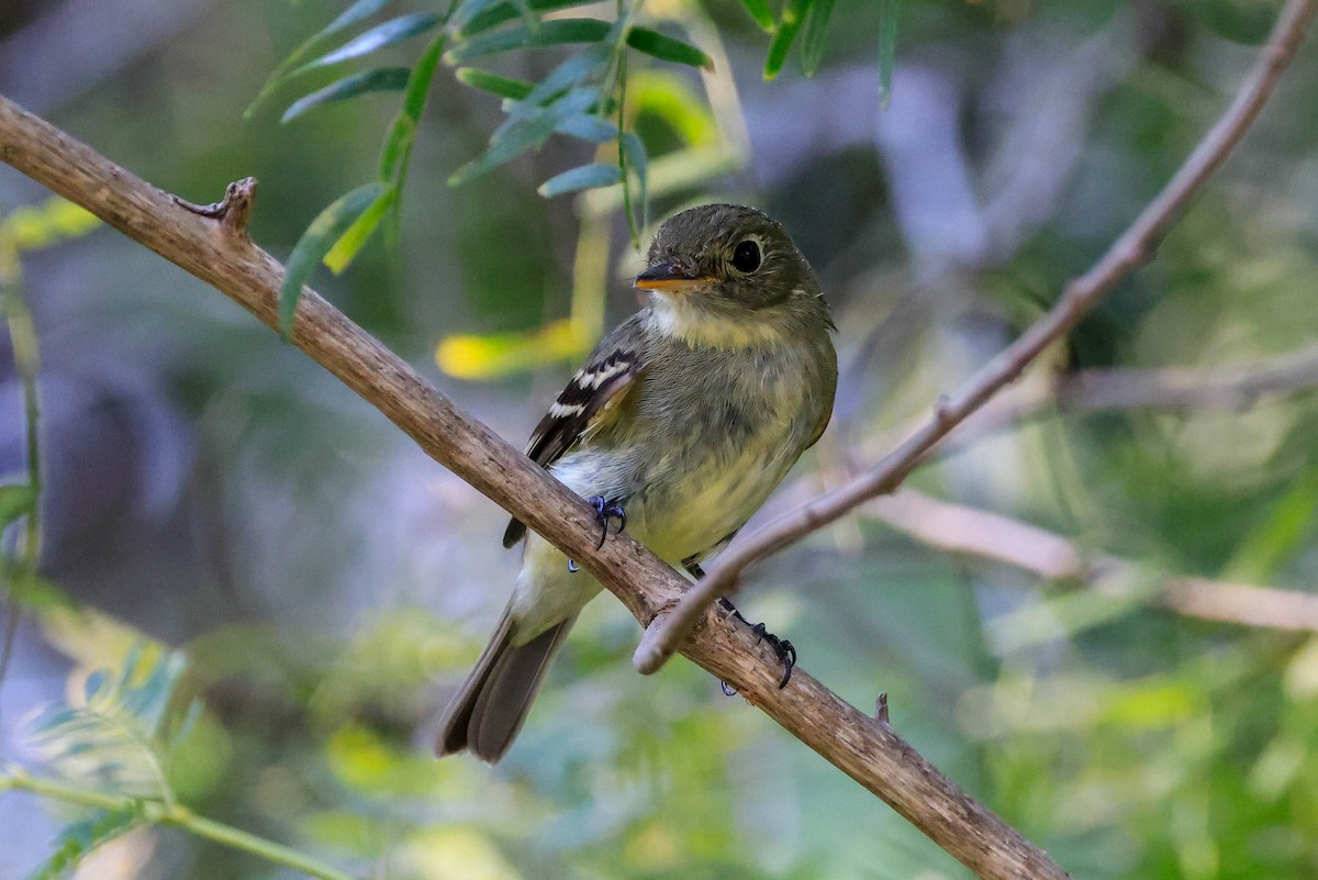 Yellow-bellied Flycatcher - ML642966043
