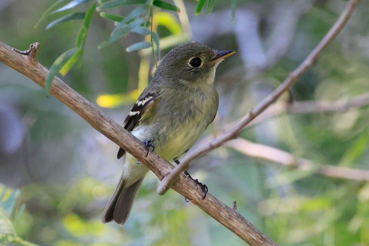 Yellow-bellied Flycatcher - ML642966044