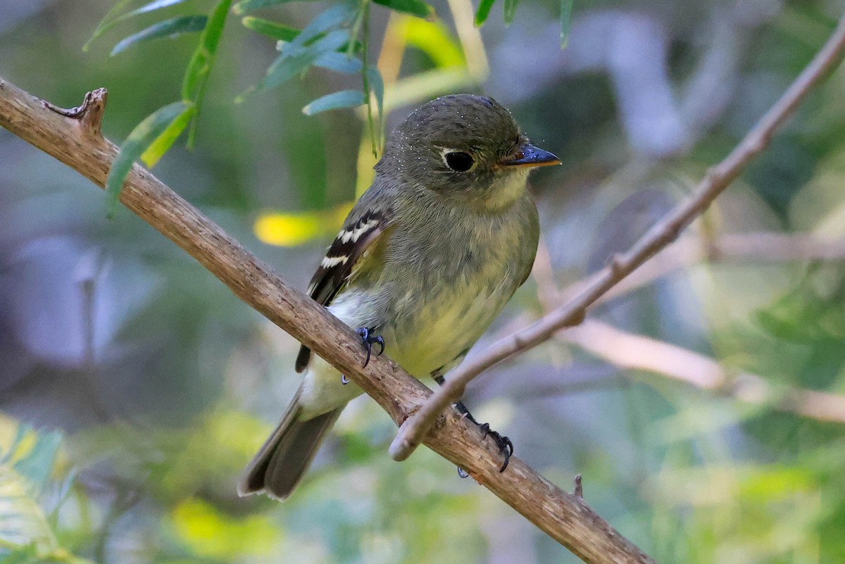 Yellow-bellied Flycatcher - ML642966045