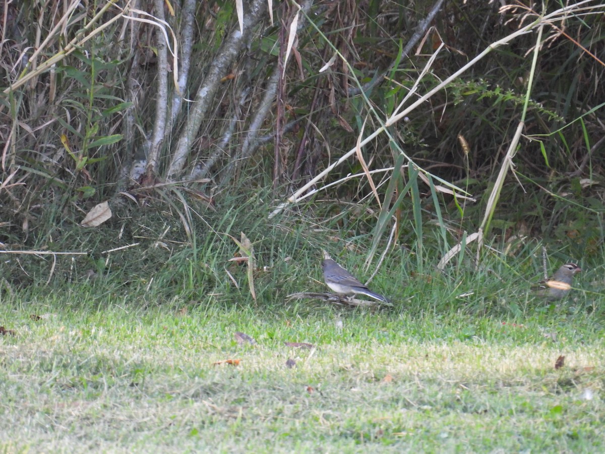 Dark-eyed Junco - ML642966049