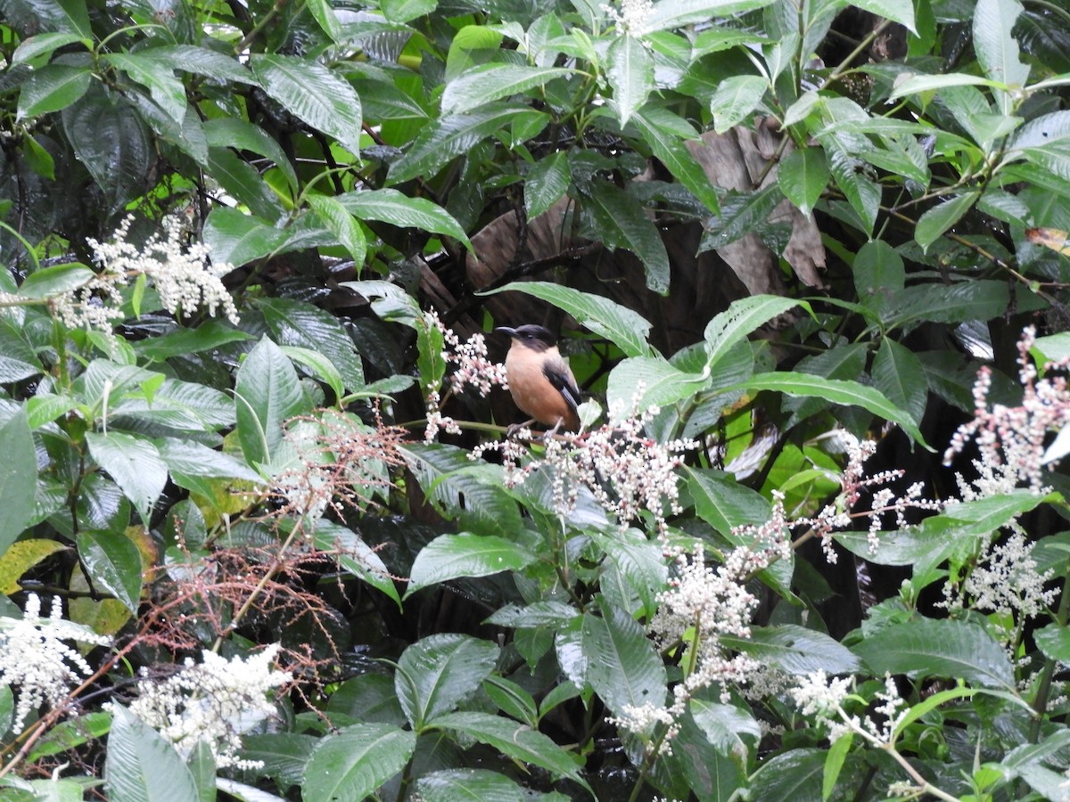 Рыжая сибия - ML642966075