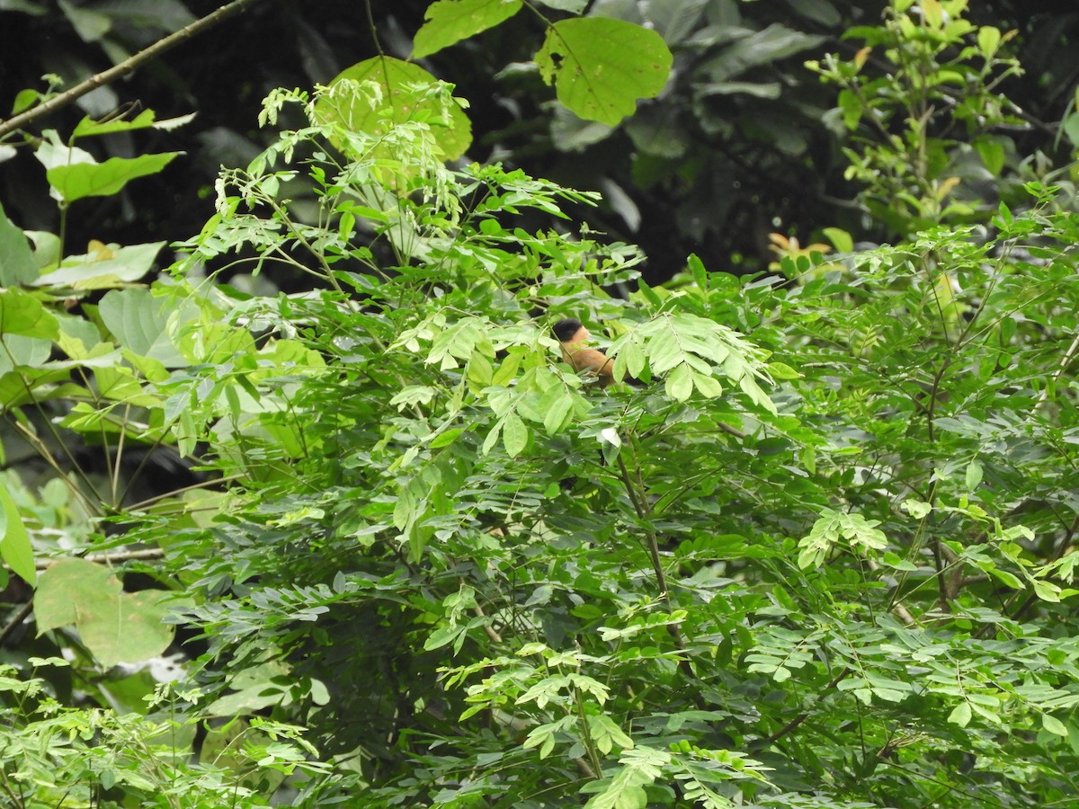 Рыжая сибия - ML642966077