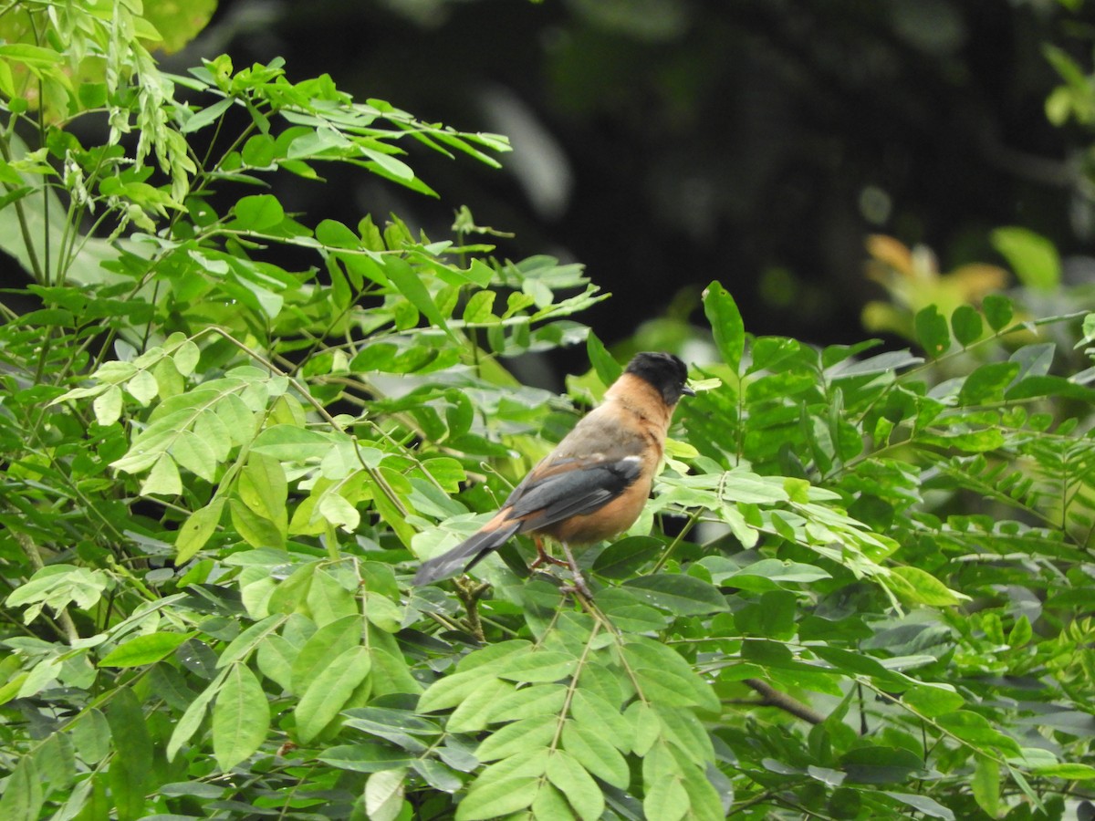 Рыжая сибия - ML642966078