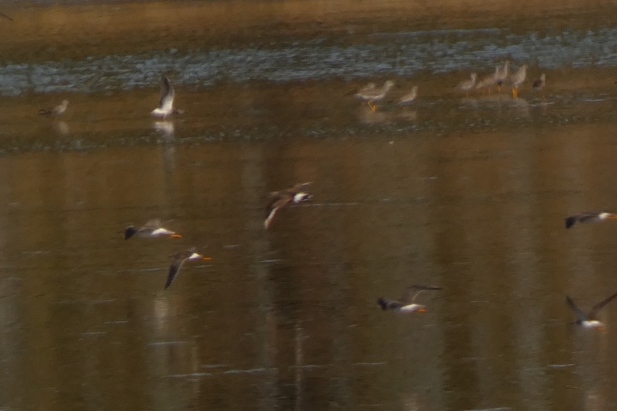 Hudsonian Godwit - ML642966089