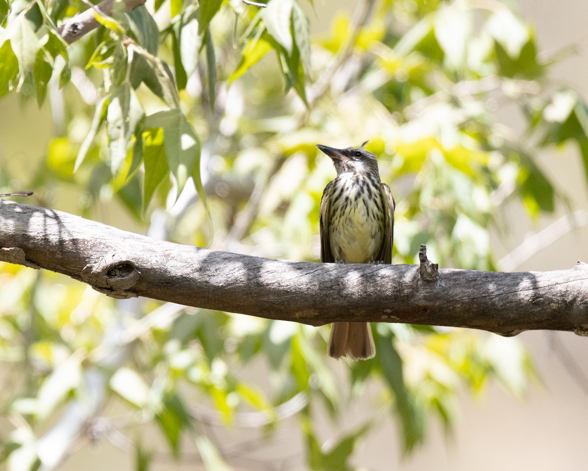 Sulphur-bellied Flycatcher - ML642966092