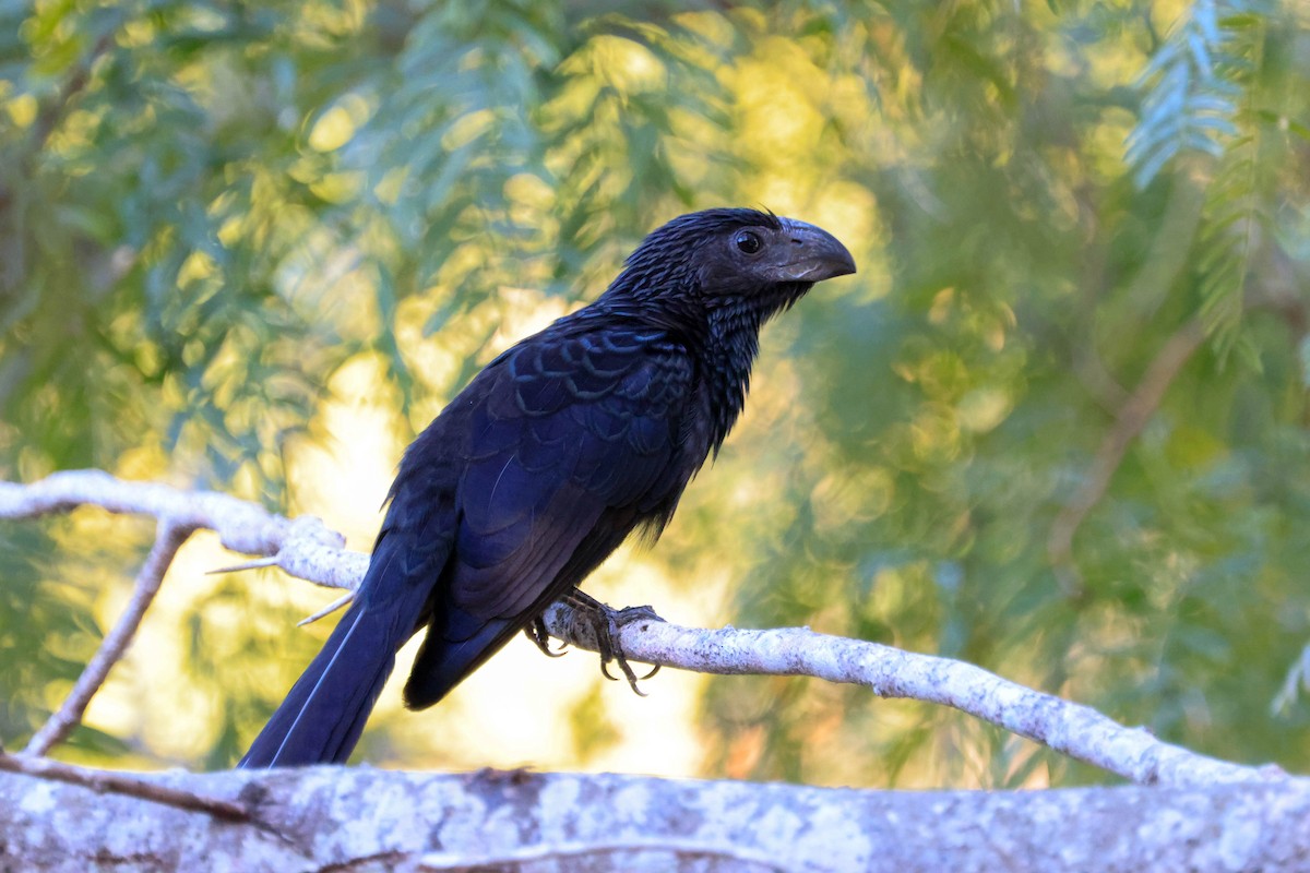 Groove-billed Ani - ML642966103