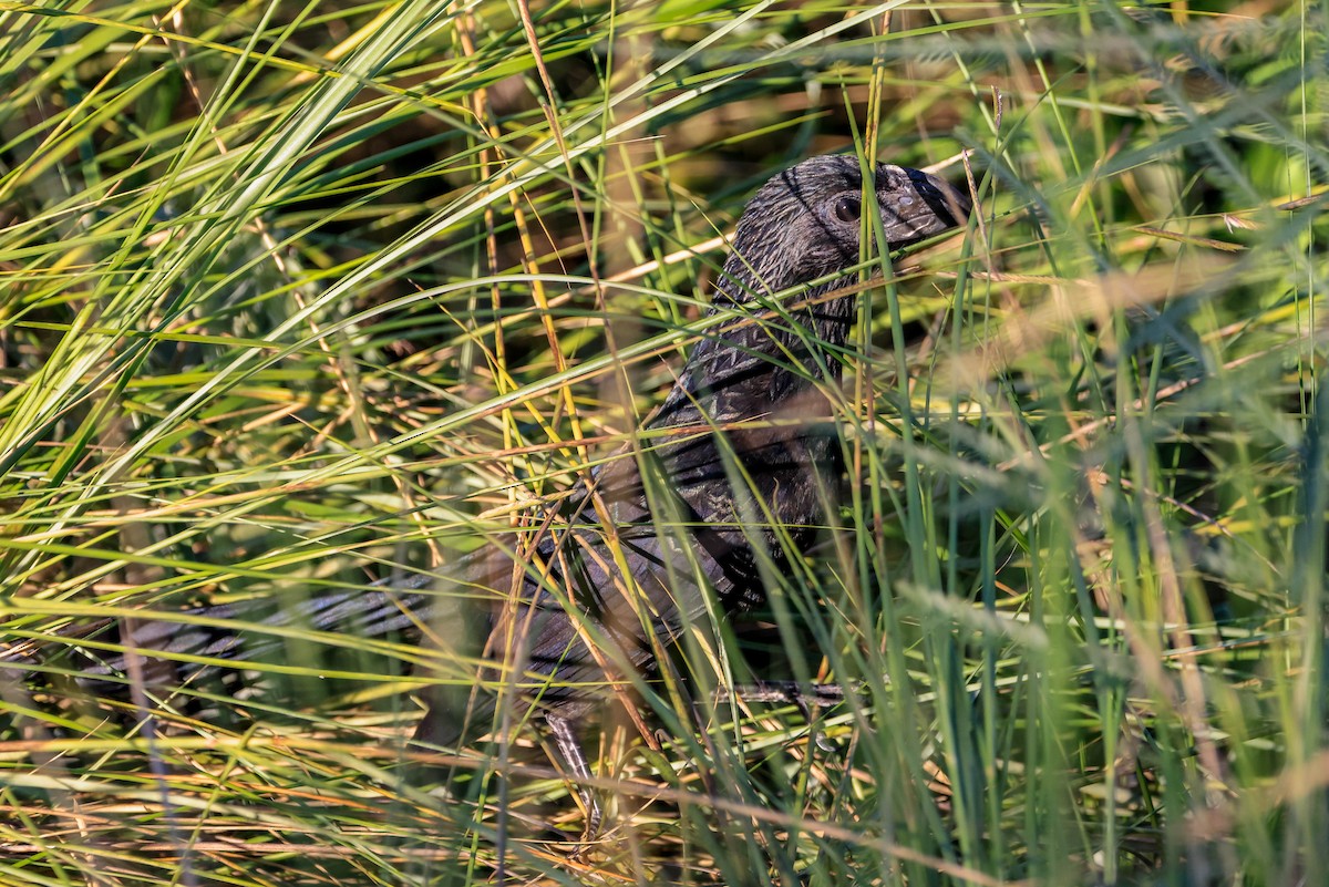 Groove-billed Ani - ML642966104