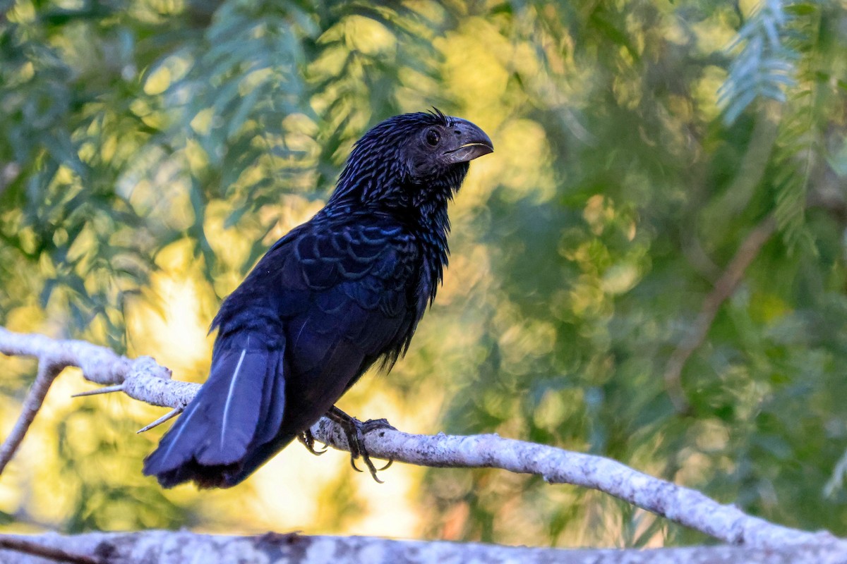 Groove-billed Ani - ML642966105