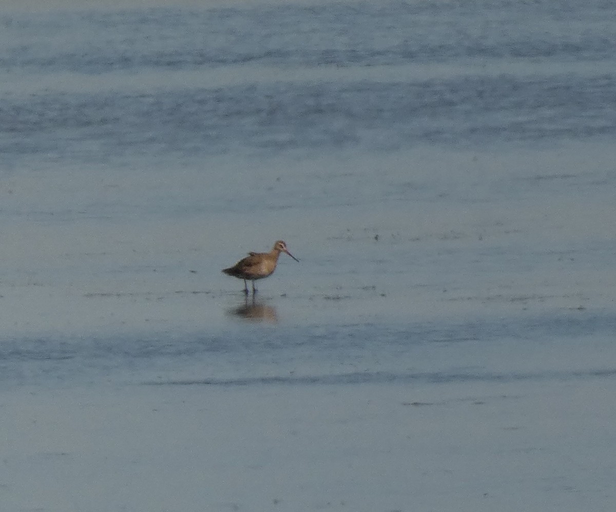 Hudsonian Godwit - ML642966122