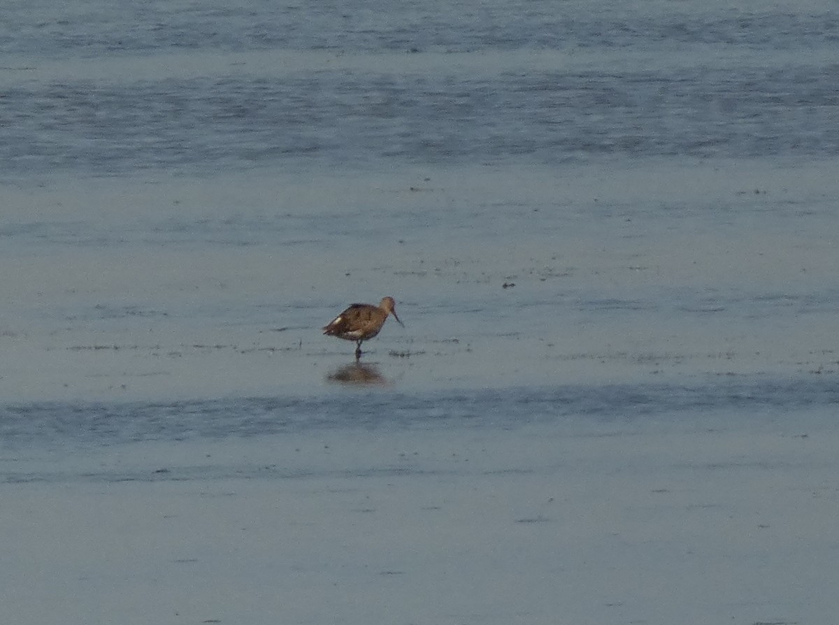 Hudsonian Godwit - ML642966123
