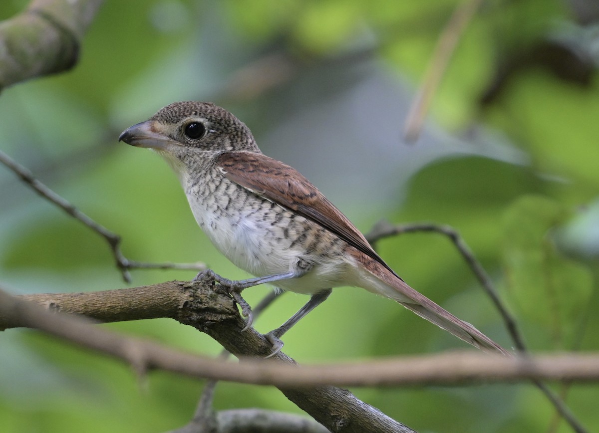 Tiger Shrike - ML642966128