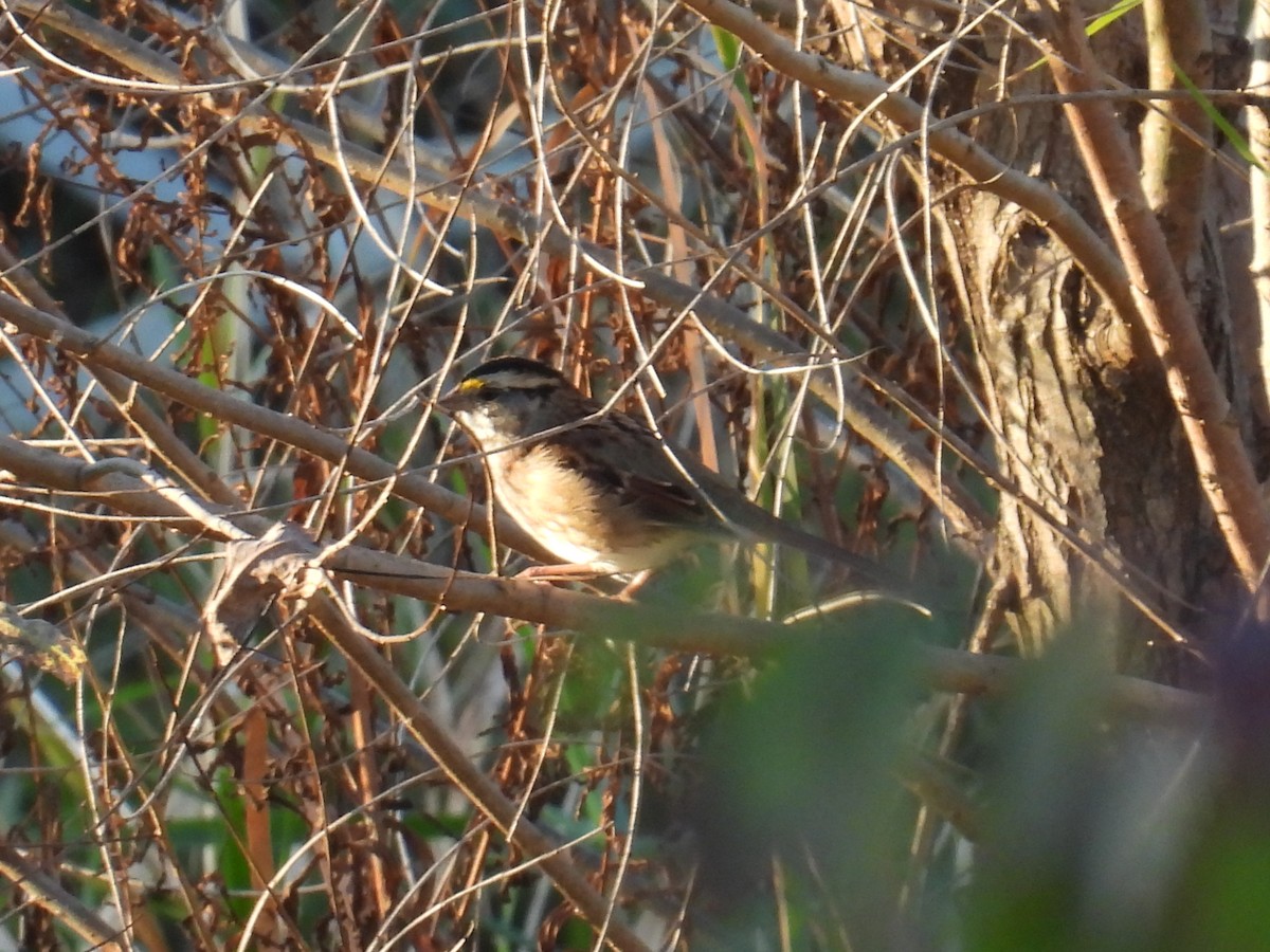 White-throated Sparrow - ML642966131