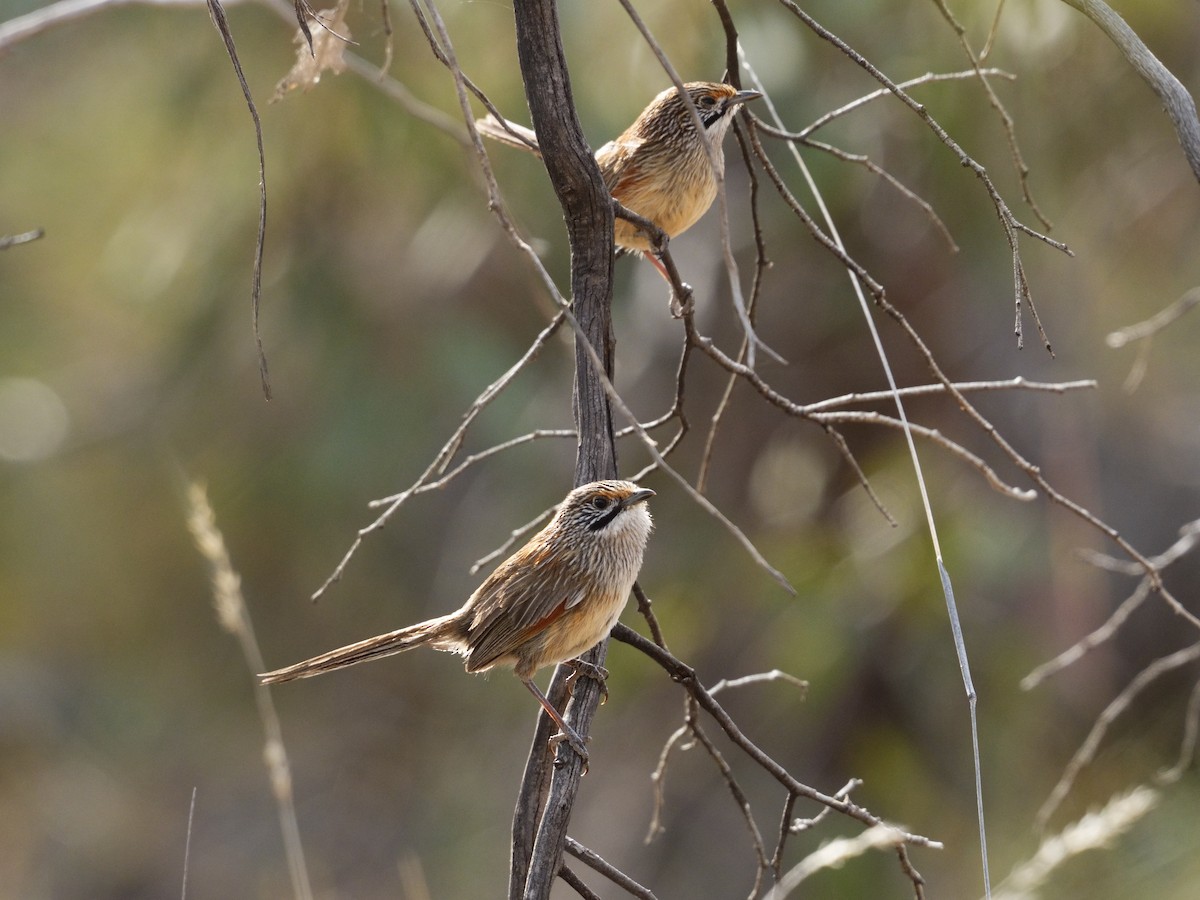 Striated Grasswren - ML642966132
