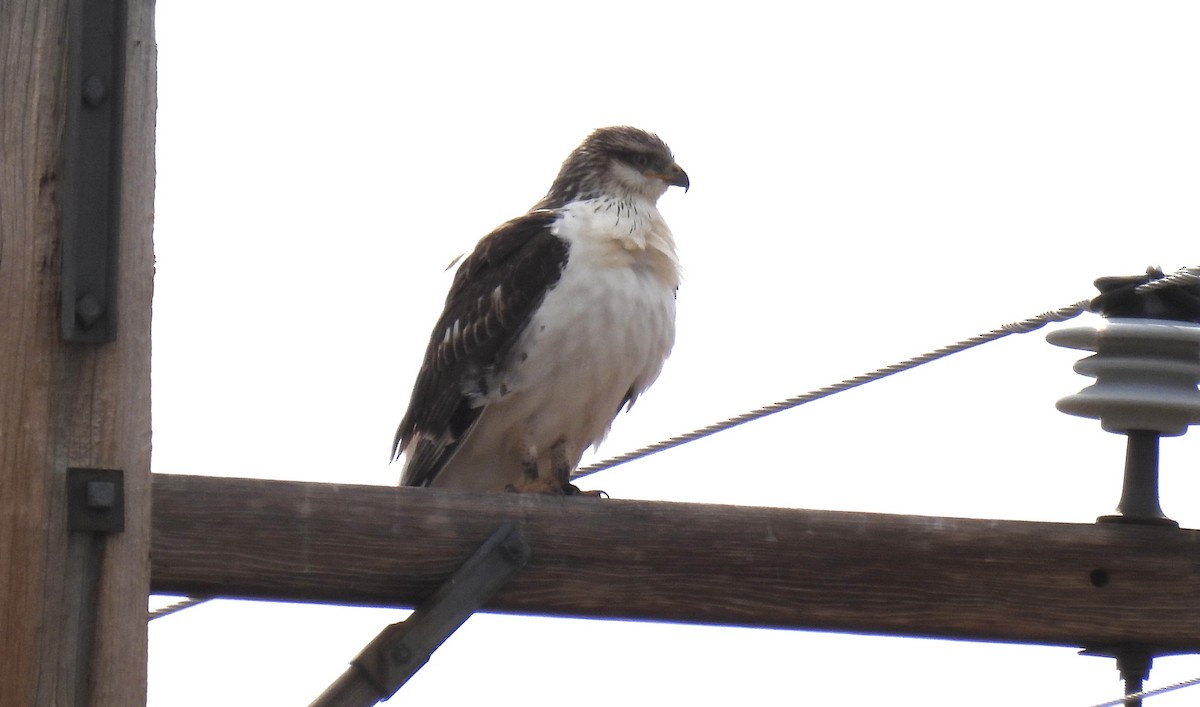 Ferruginous Hawk - ML642966133