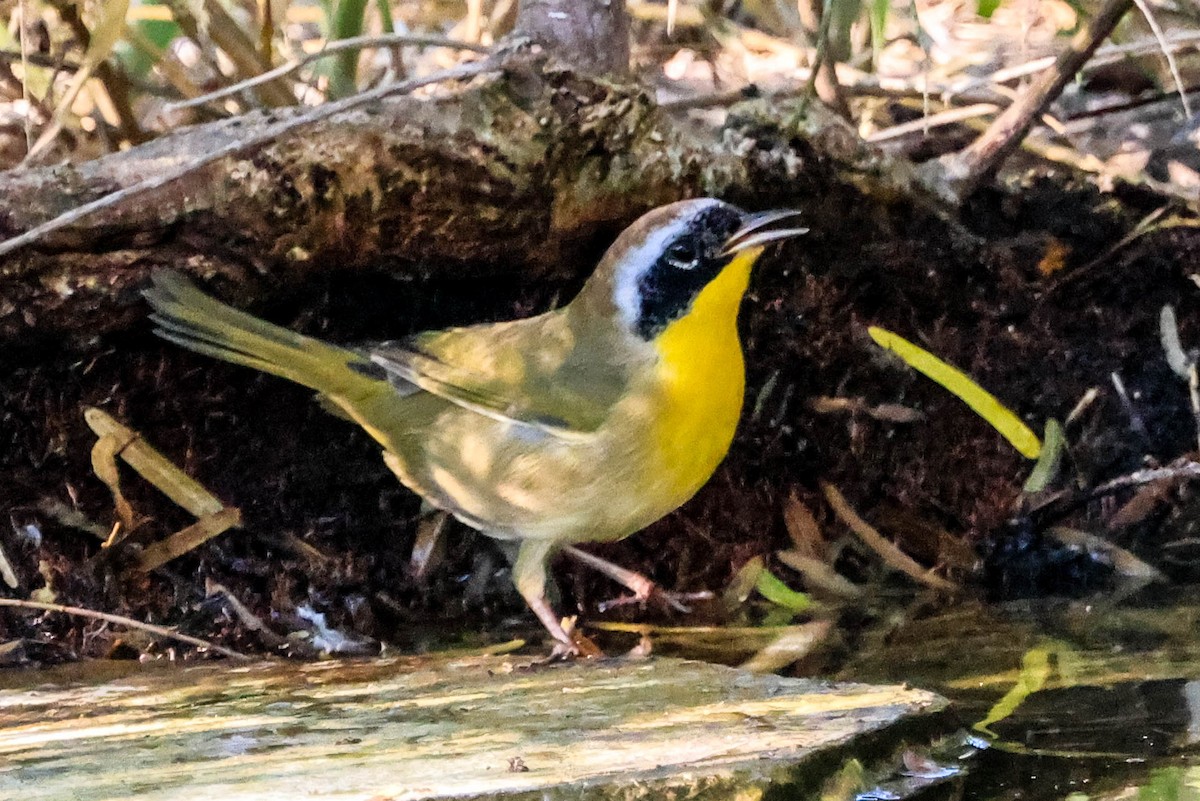 Common Yellowthroat - ML642966134