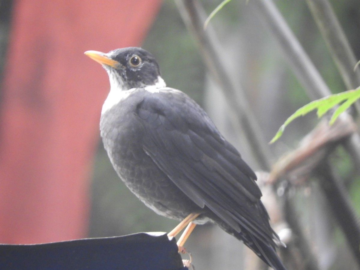 White-collared Blackbird - ML642966135