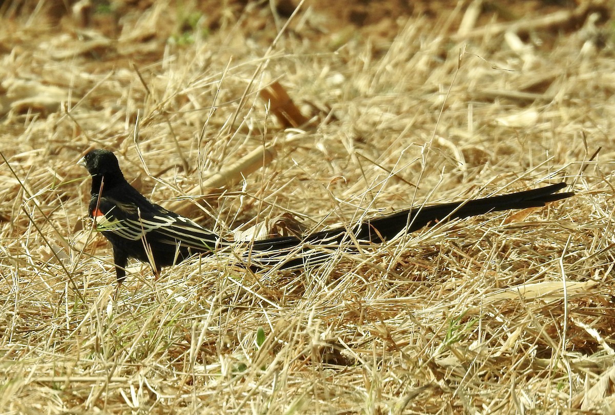 Long-tailed Widowbird - ML642966152