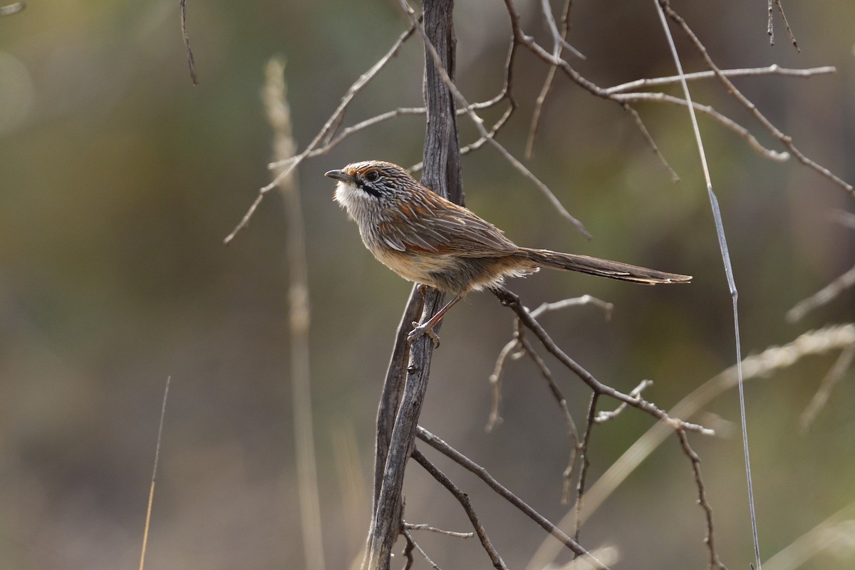 Striated Grasswren - ML642966169