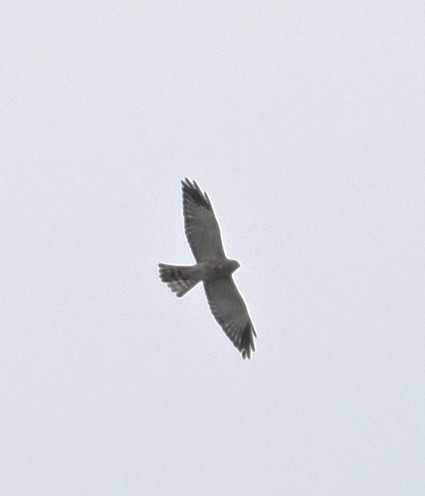 Chinese Sparrowhawk - ML642966172