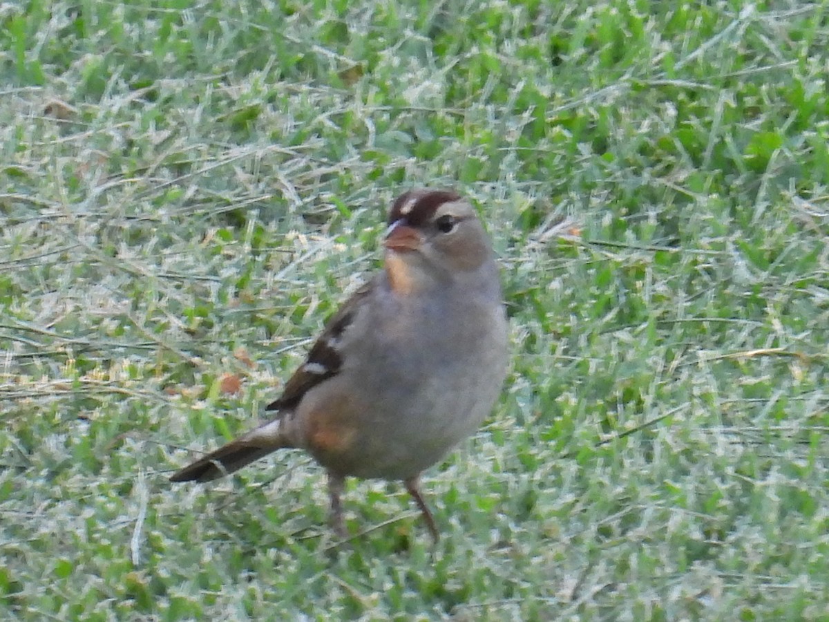 White-crowned Sparrow - ML642966221