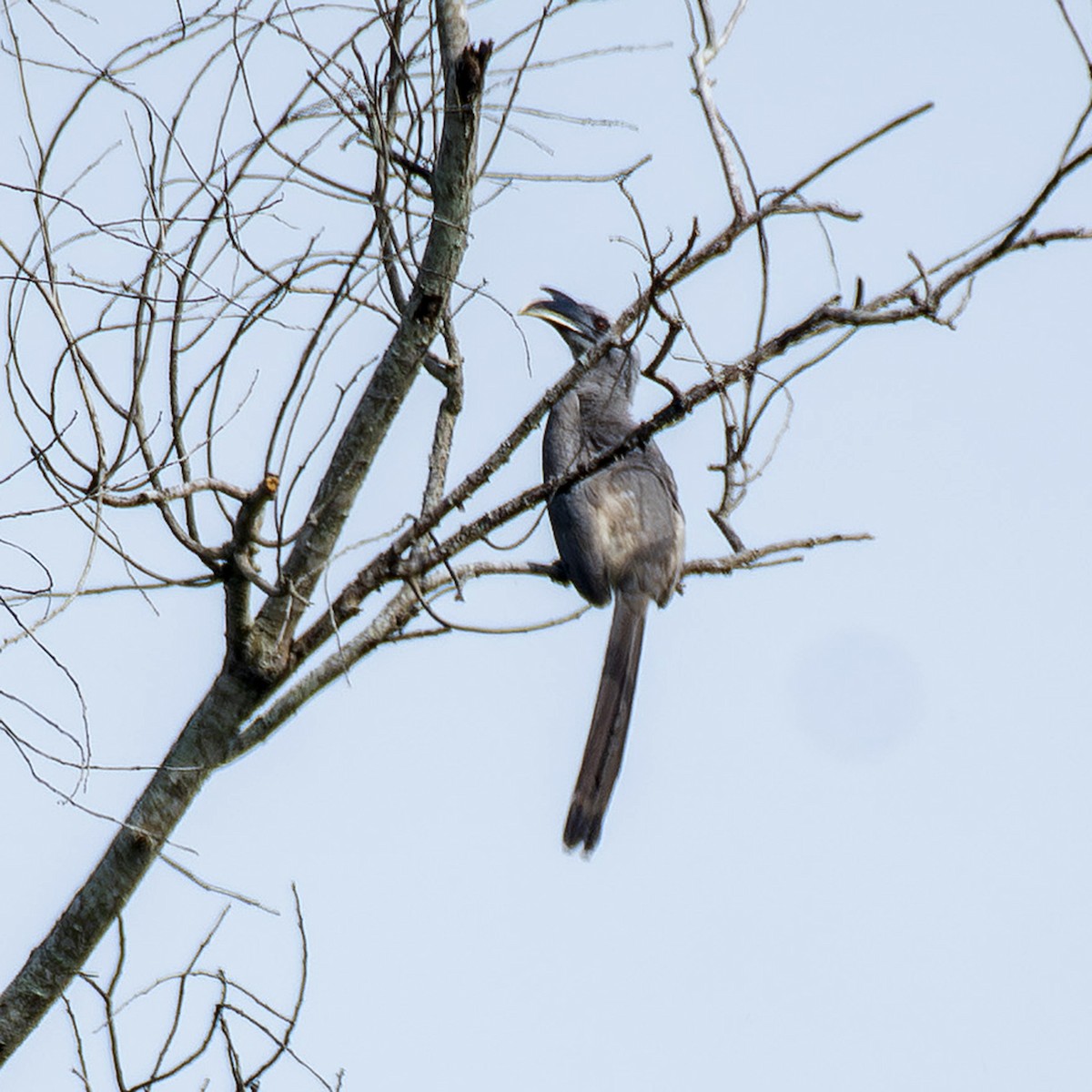 Indian Gray Hornbill - ML642966244
