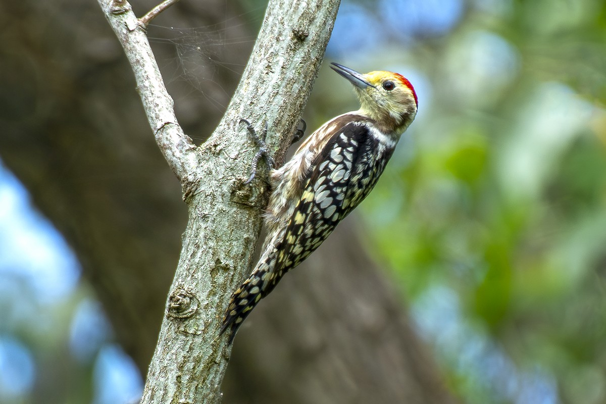 Yellow-crowned Woodpecker - ML642966258