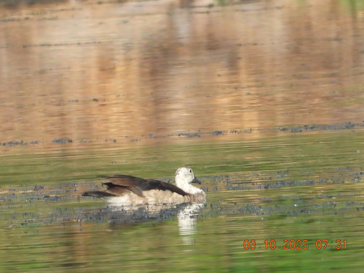 Cotton Pygmy-Goose - ML642966259