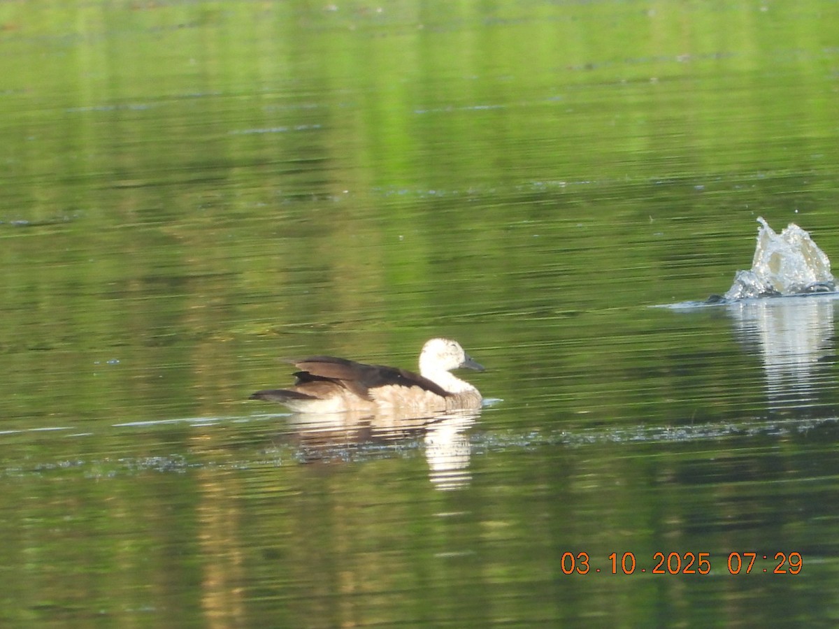 Cotton Pygmy-Goose - ML642966260
