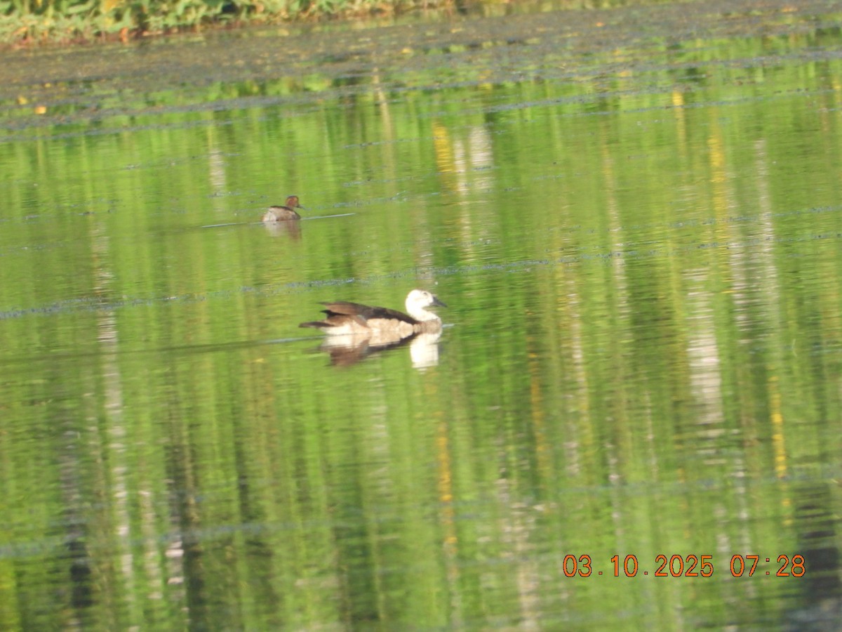 Cotton Pygmy-Goose - ML642966262