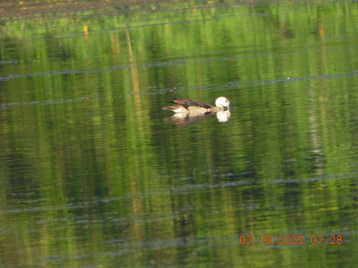 Cotton Pygmy-Goose - ML642966263