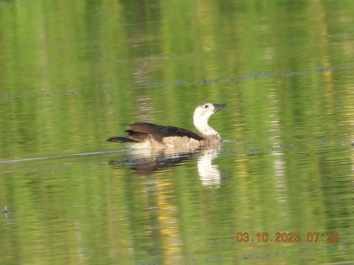 Cotton Pygmy-Goose - ML642966264