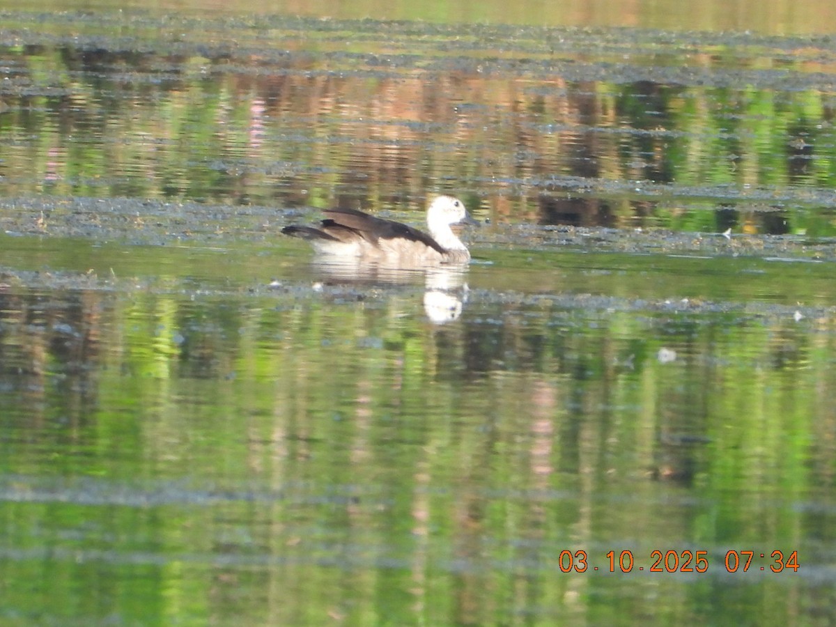 Cotton Pygmy-Goose - ML642966265