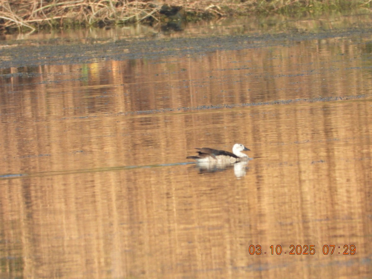 Cotton Pygmy-Goose - ML642966266
