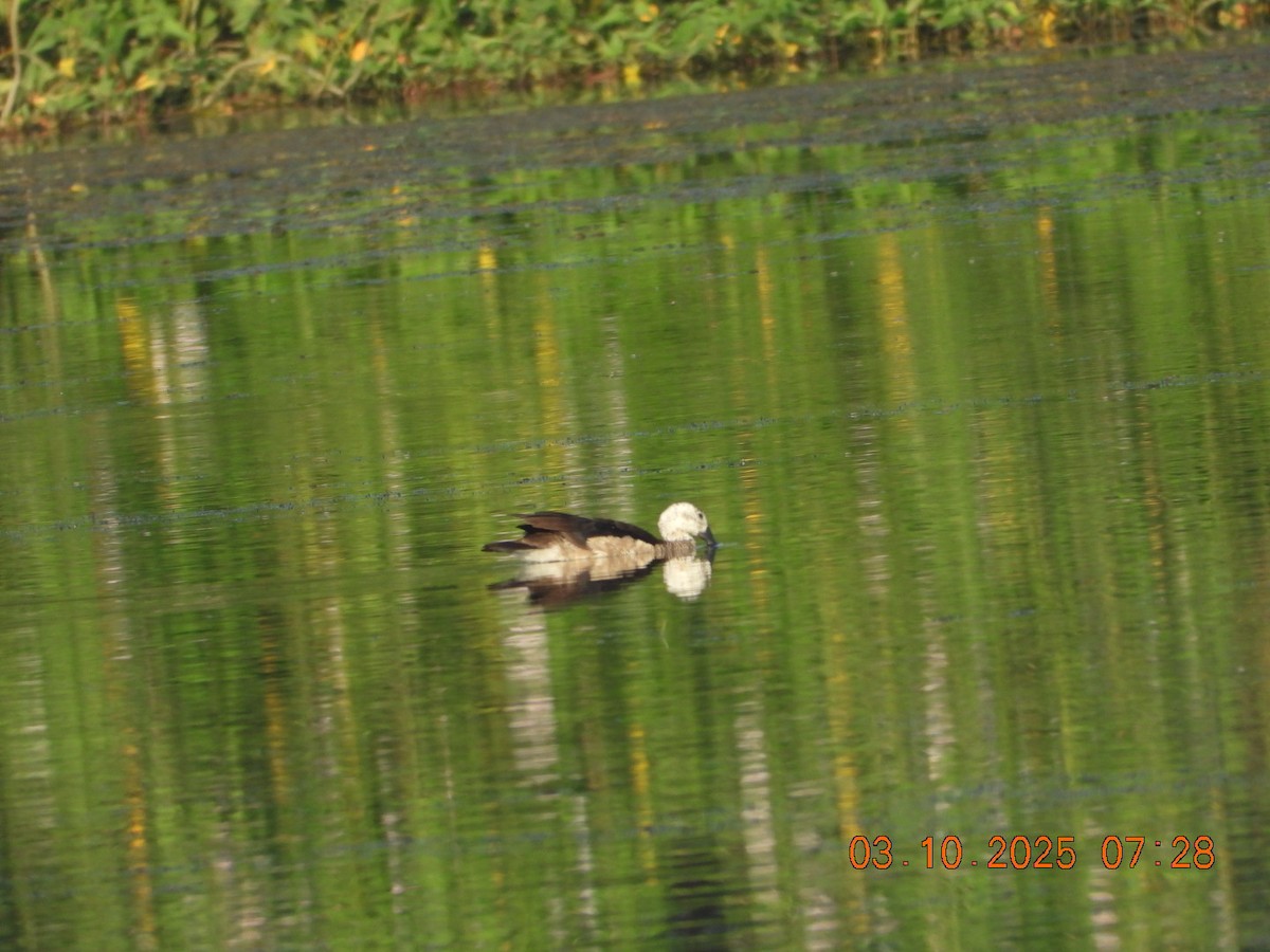 Cotton Pygmy-Goose - ML642966267