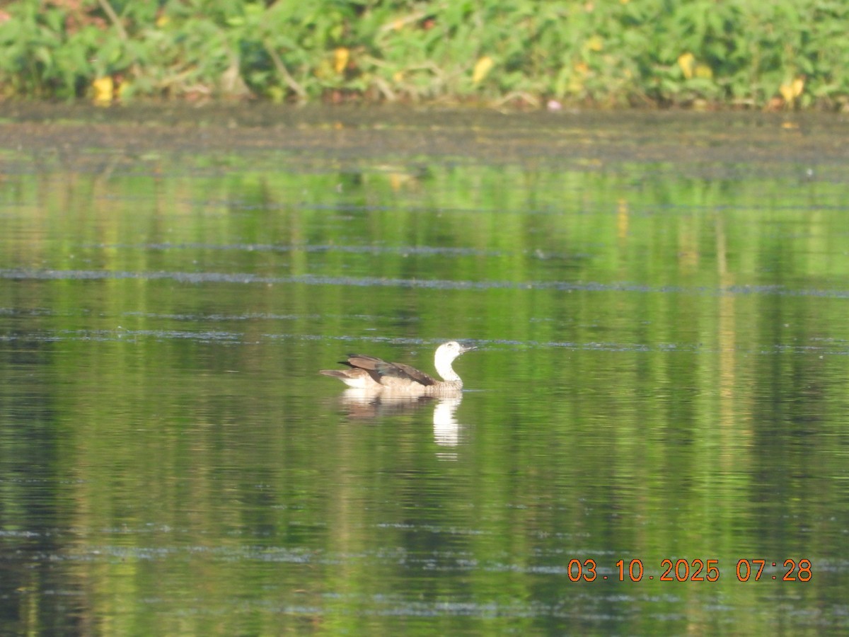 Cotton Pygmy-Goose - ML642966268