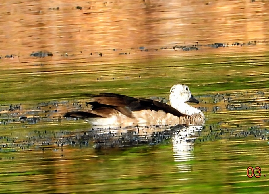 Cotton Pygmy-Goose - ML642966269