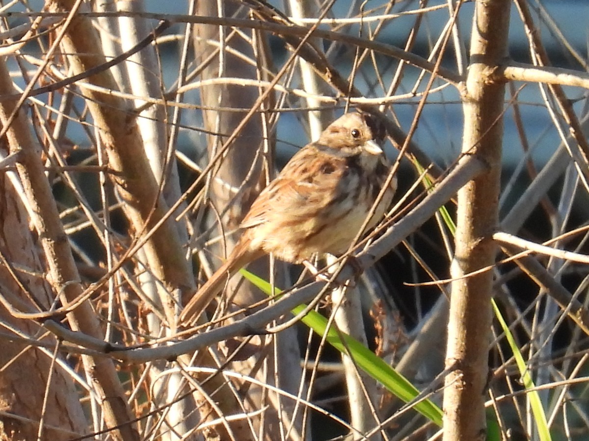 Song Sparrow - ML642966280