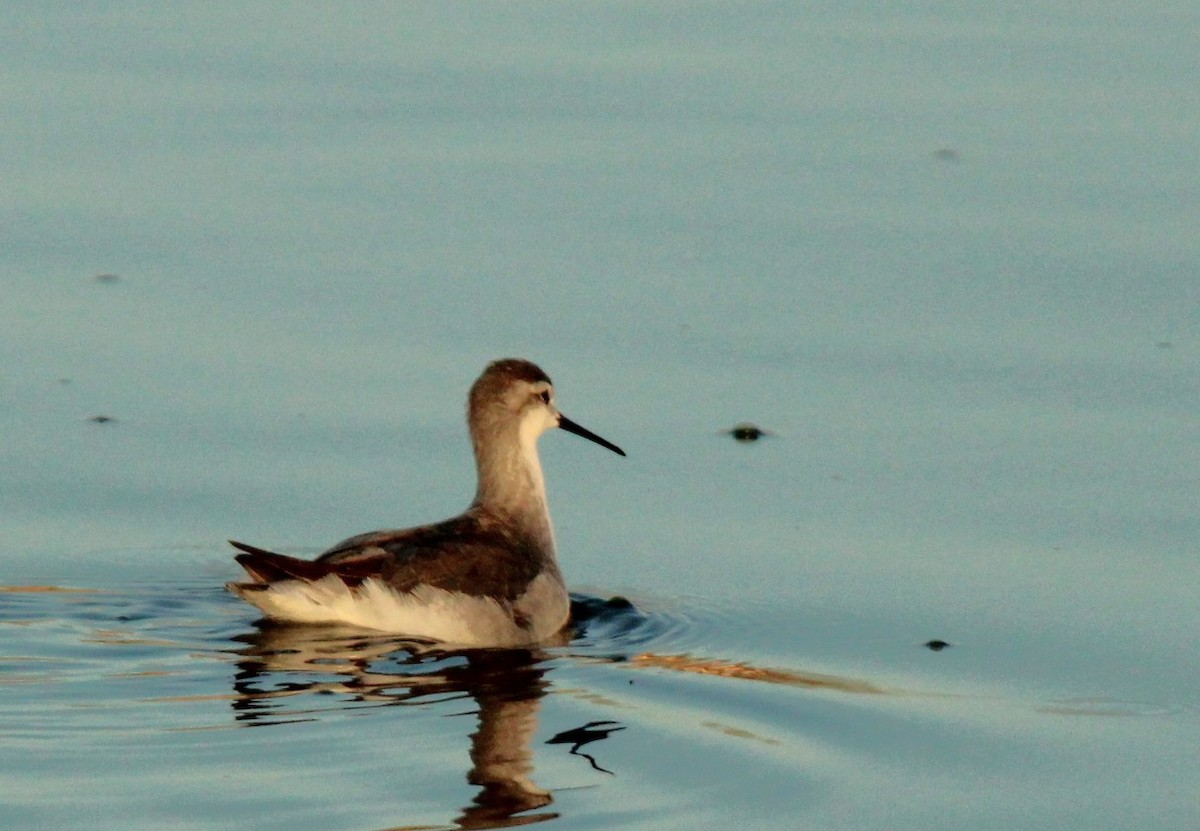 Wilson's Phalarope - ML642966299