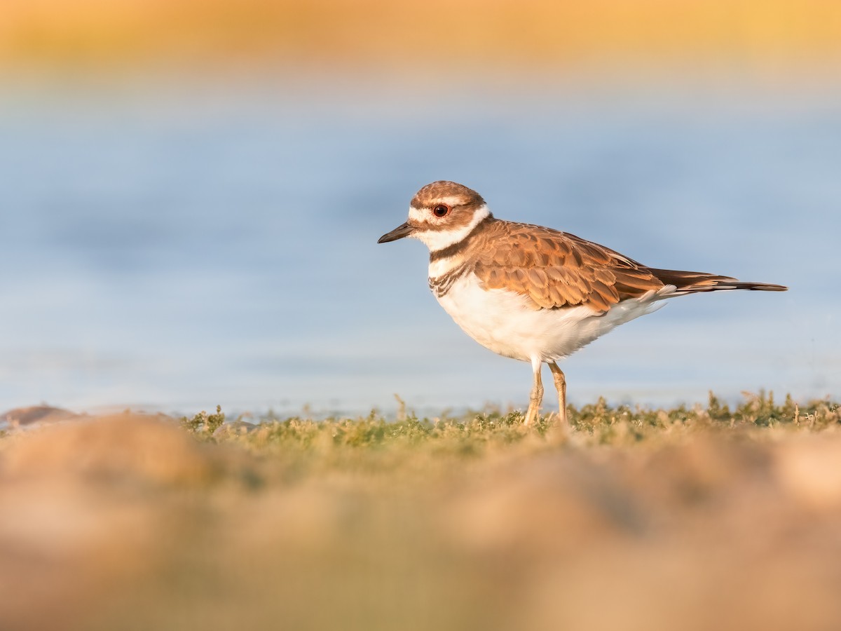Killdeer - ML642966304