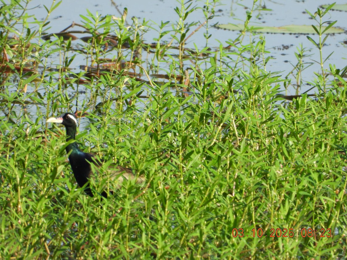 Bronze-winged Jacana - ML642966326