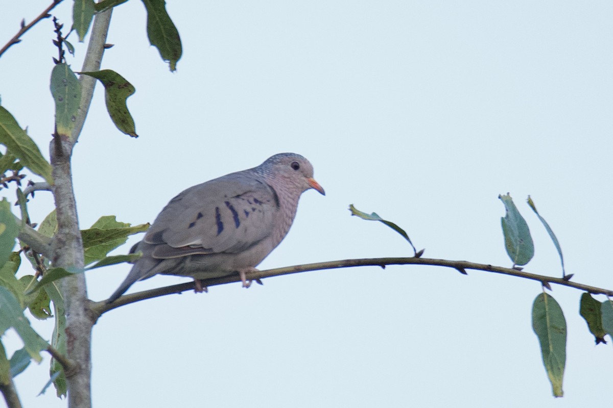 Common Ground Dove - ML642966328