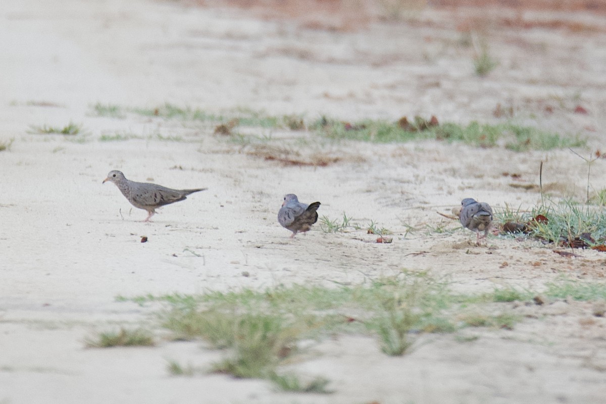Common Ground Dove - ML642966329