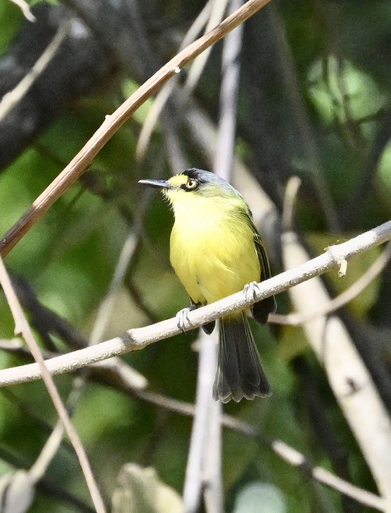 Titirijí Cabecigrís - ML642966333
