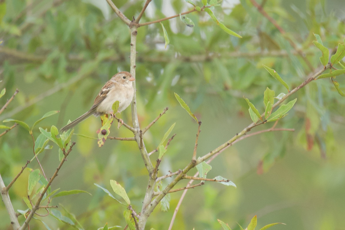 Field Sparrow - ML642966337