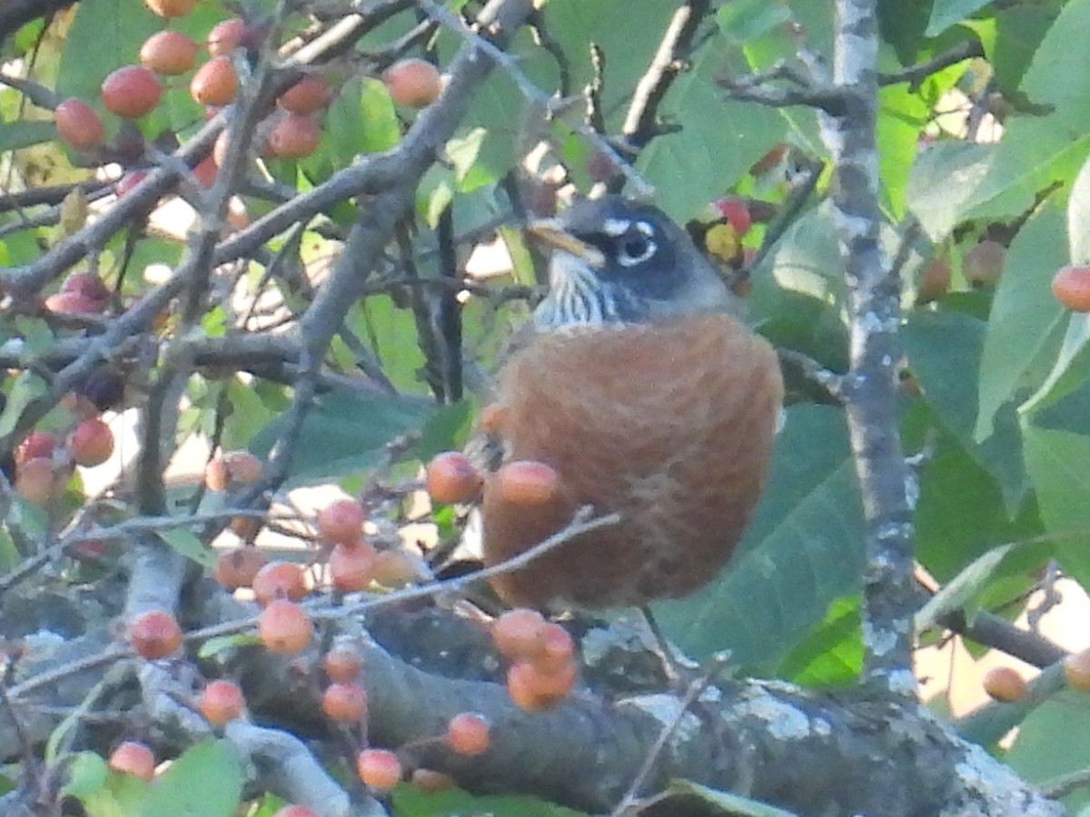 American Robin - ML642966339