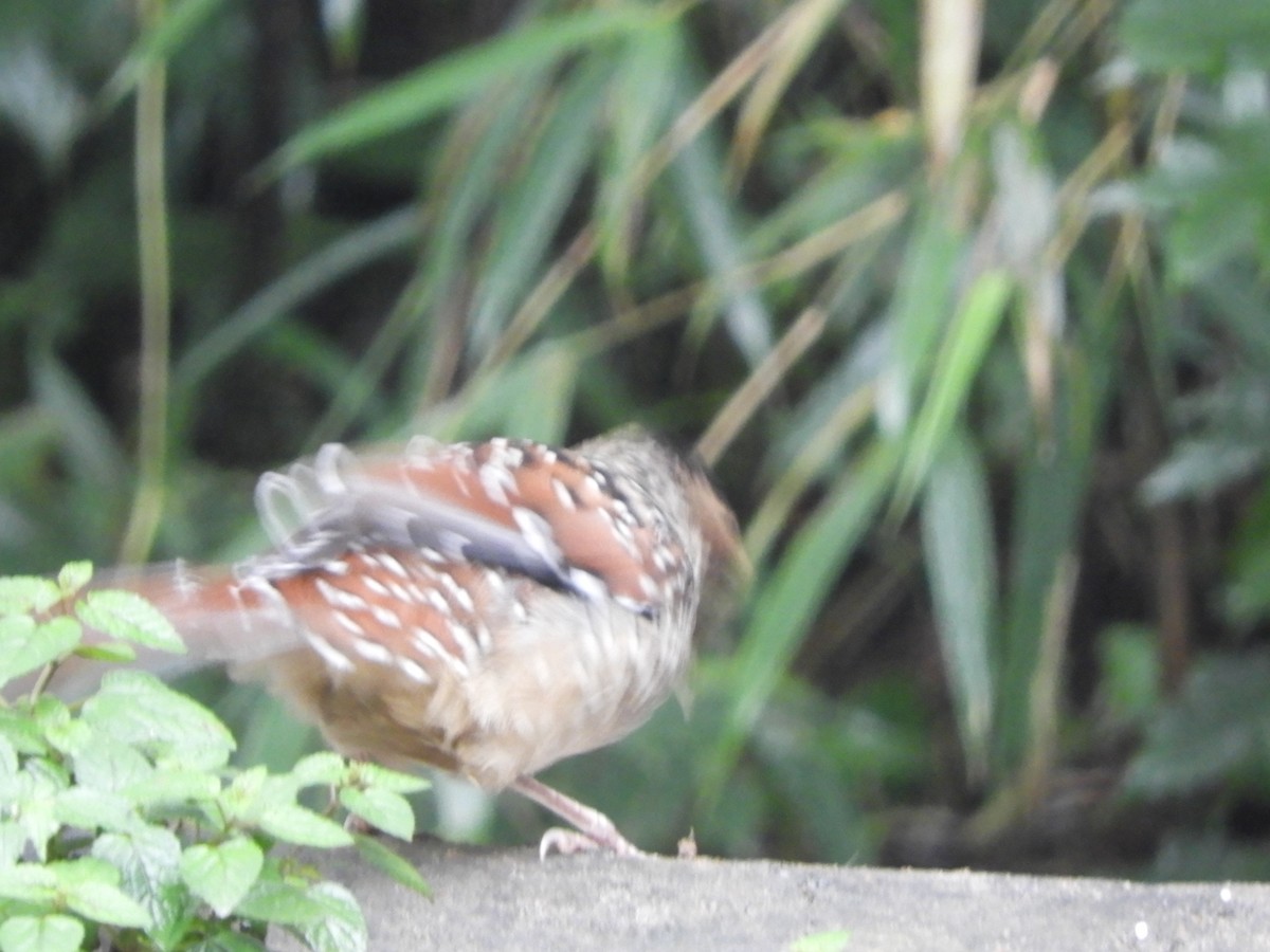 Spotted Laughingthrush - ML642966343