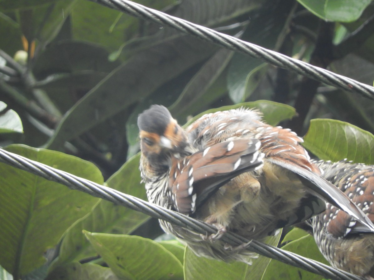 Spotted Laughingthrush - ML642966344