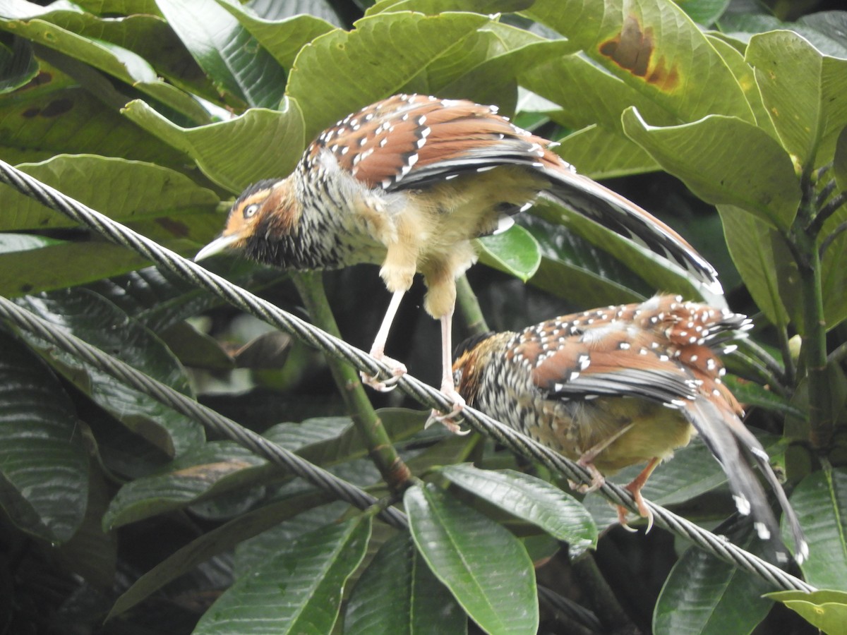 Spotted Laughingthrush - ML642966345